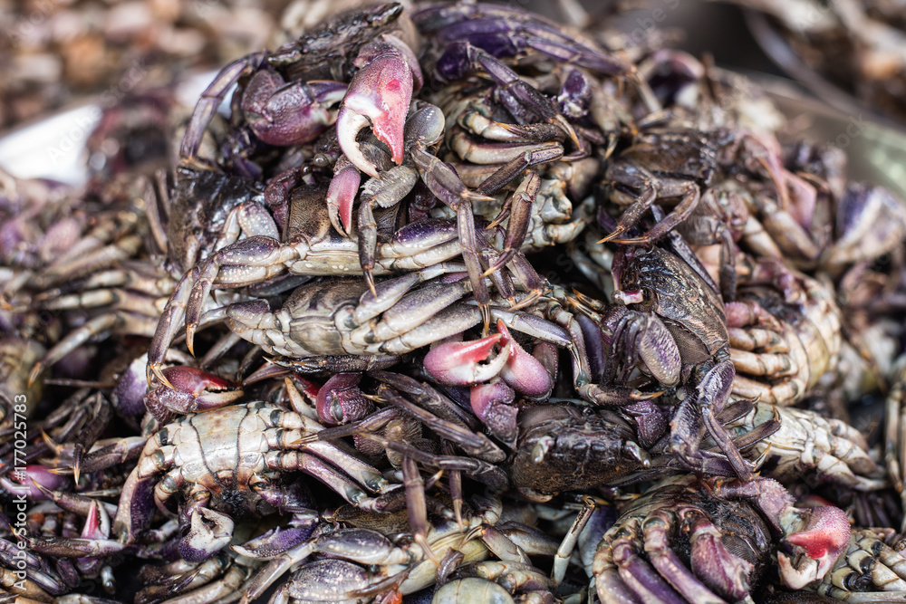 Purple crabs Purple crabs