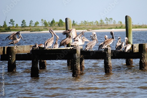 Pelicans on Pier