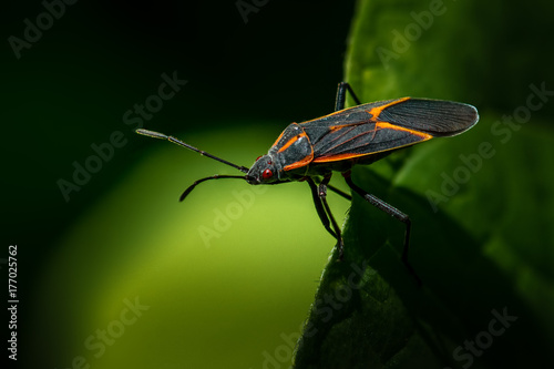 Boxelder Bug Looking Out from Edge of Leaf
