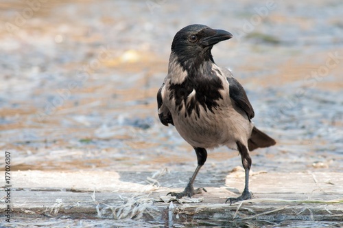 Hooded Crow Corvus cornix