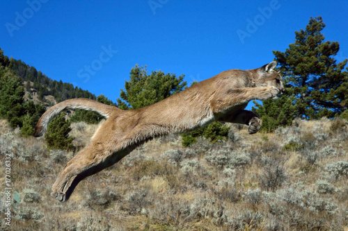 mountain lion jumping 