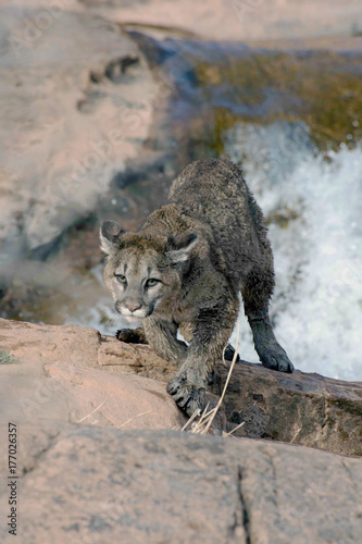 mountain lion climbing the rocks