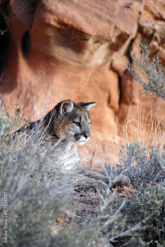 mountain lion looking at lunch 