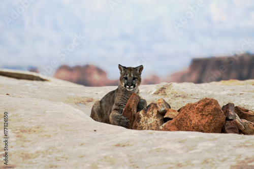 mountain lion says are you sure it under the rock ?