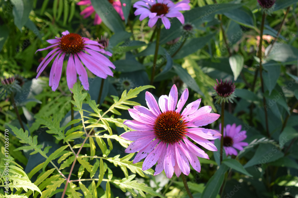 Coneflower in the garden Coneflower in the garden