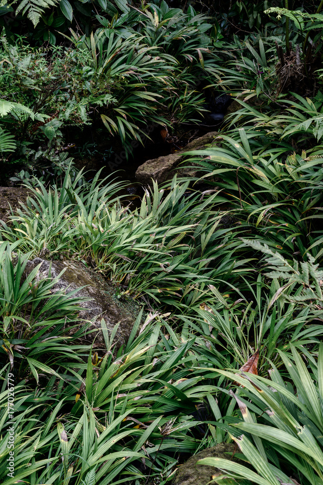 Hiking in the Rain Forest of South America. Venezuela