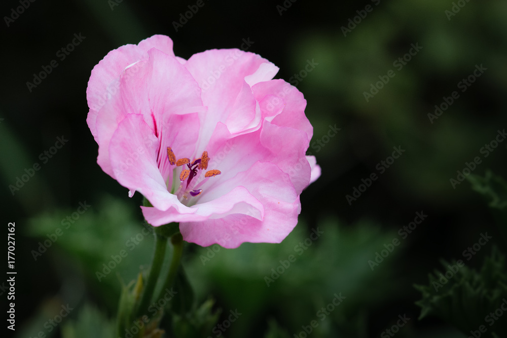 Pink Geranium on Dark Green Background Pink Geranium on Dark Green Background