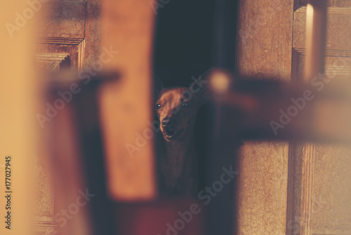 Sad dog