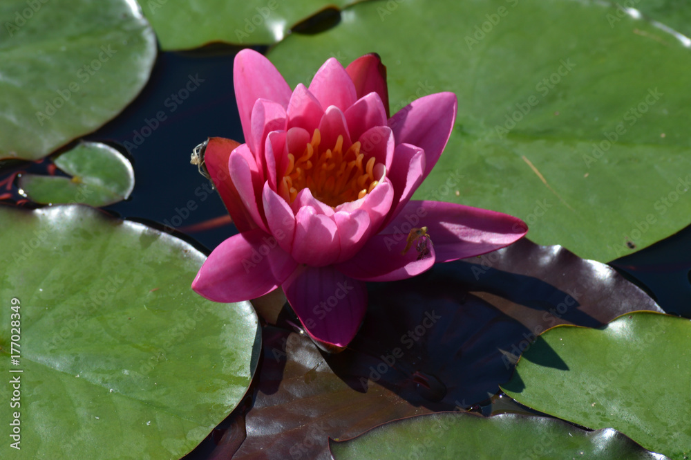 Water Lily