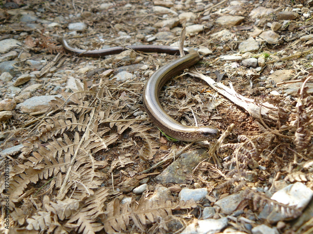 Fototapeta premium Slow Worm