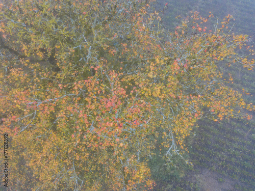 Aerial view of tree in fog