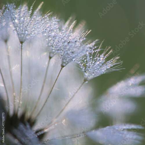 Dandelion seeds with dew macro photo