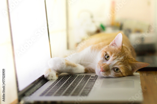 Cat sleeping over a laptop on wooden desk with sunrise background