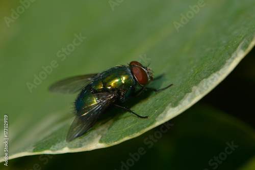 Fliege sitzt auf einem Blatt