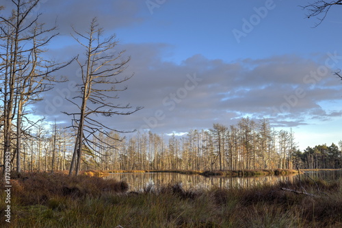 Swamp at sunset with dark clouds in Latvia.
