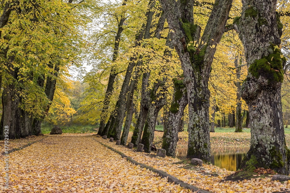 Alley in the park during the golden Autumn. Sigulda