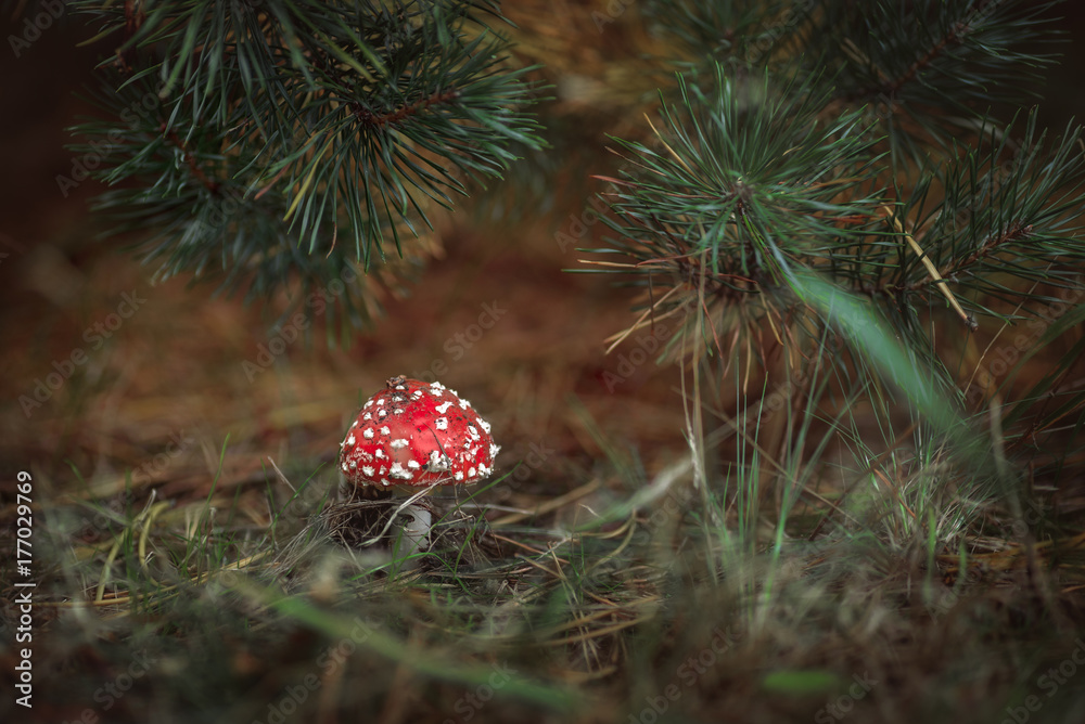 Red amanita under spruce