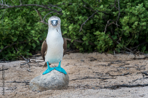 Blue footed booby on North Seymour Island  Galapagos. The male perches on a rock to attract the attention of the female