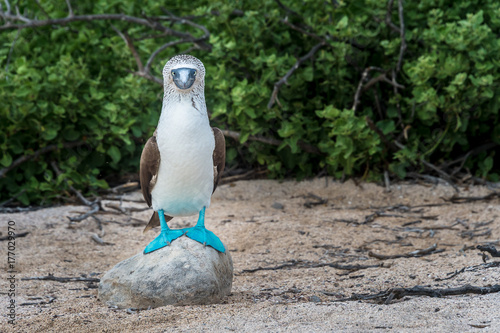 Blue footed booby on North Seymour Island, Galapagos. The male perches on a rock to attract the attention of the female