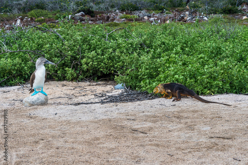 Blue footed booby watches a land iguanaon North Seymour Island, Galapagos. photo