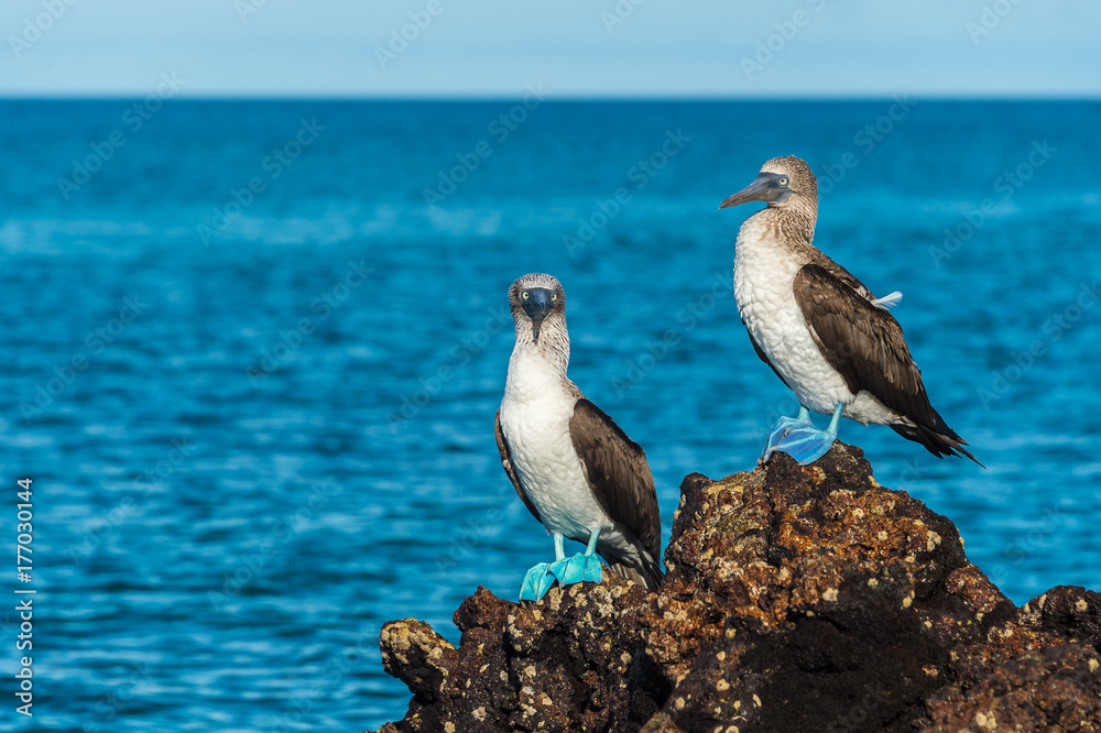 Ταπετσαρία Blue footed booby in Elizabeth Bay, Isabela Island, Galapagos