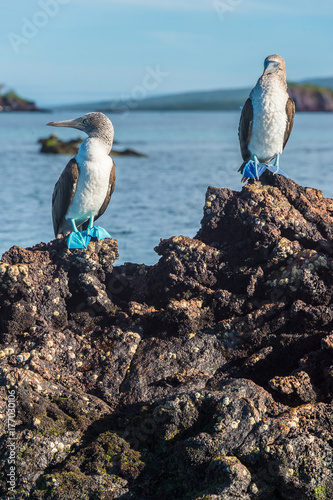 Cuadro en lienzo Blue footed booby in Elizabeth Bay, Isabela Island, Galapagos