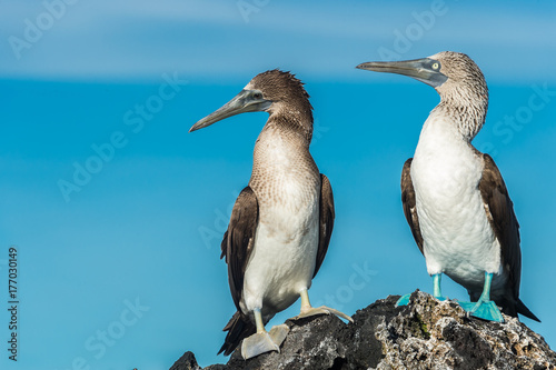 Blue footed booby in Elizabeth Bay, Isabela Island, Galapagos. Space for text