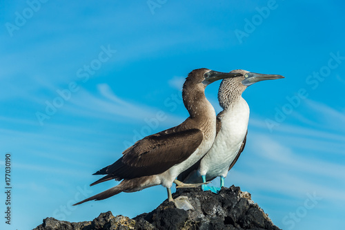 Blue footed booby in Elizabeth Bay, Isabela Island, Galapagos. Foot pigmentation intensity is used by the female to pick a healthy male for mating.