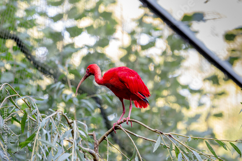 Ein Vogel sieht rot - der Ibis photo