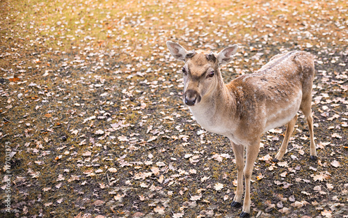 Close up on deer on the glade, autumn © irontrybex