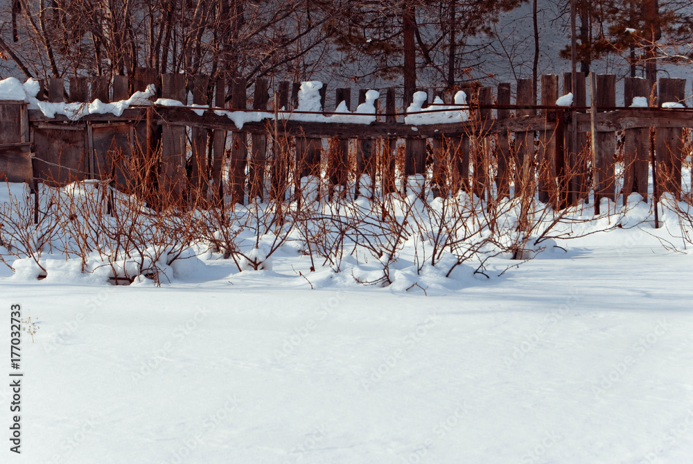 Bushes of raspberries at a winter garden