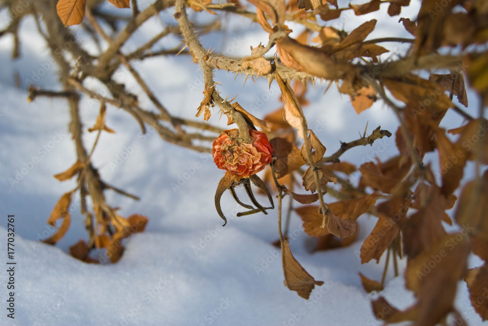 Dry hips and leaves of dog rose under snow - garden at a winter day