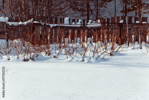 Obraz na płótnie Bushes of raspberries at a winter garden w salonie