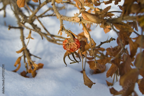 Obraz na płótnie Dry hips and leaves of dog rose under snow - garden at a winter day w salonie