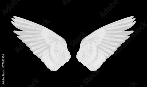 white wings of bird on white background