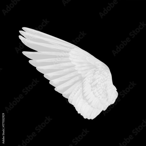 white wing of bird on white background