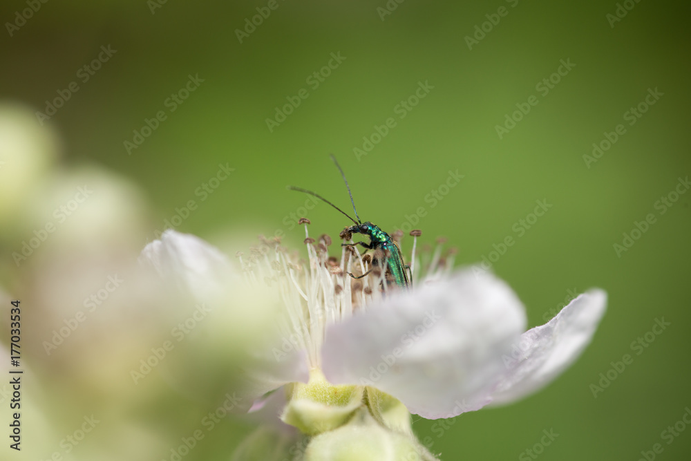 Fototapeta premium Insect is sitting on a flower