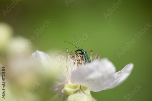 Insect is sitting on a flower © lumberman71