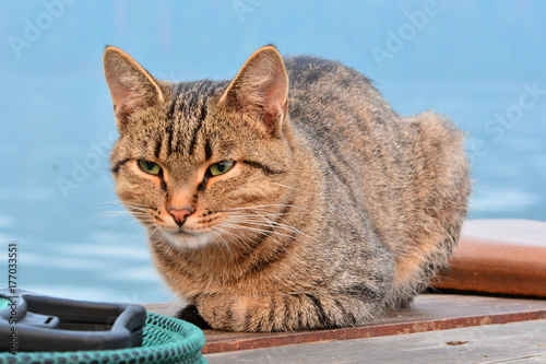 кот