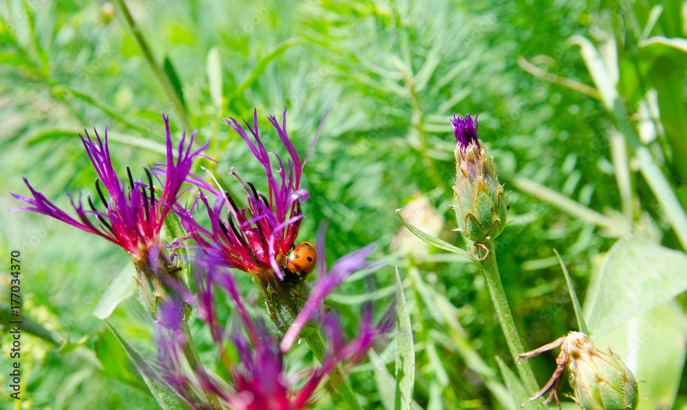 Ladybug on a flower Ladybug on a flower