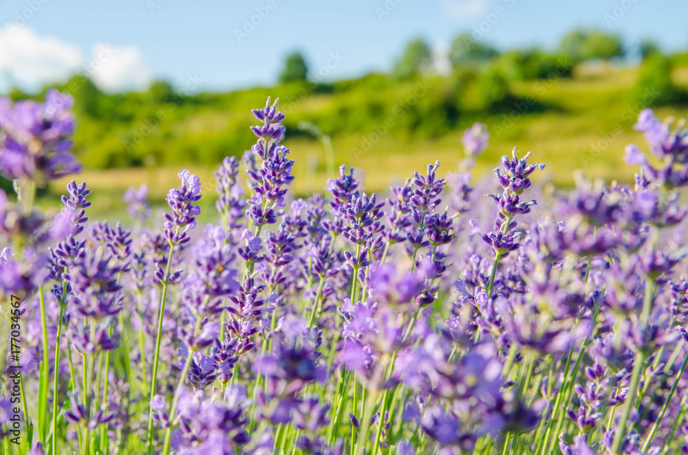 Fototapeta premium Lavender Flower
