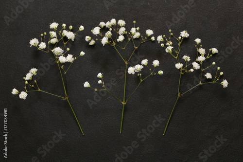 little beautiful white flowers on a black background