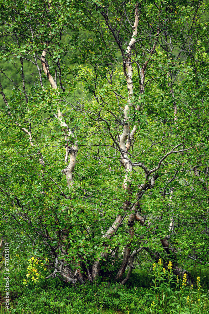 Fototapeta premium Dwarf birches, northern forest