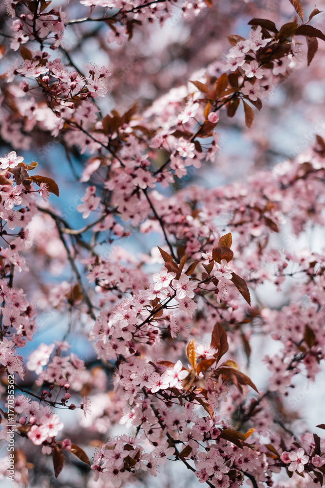 Pink Cherry Blossom Branches on a Sunny Day Pink Cherry Blossom Branches on a Sunny Day