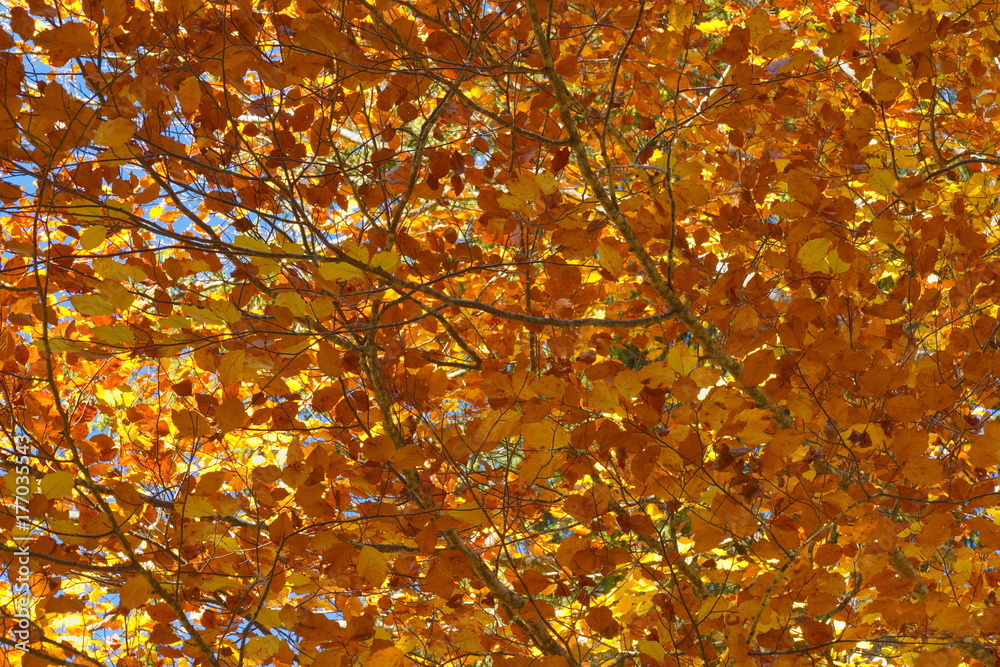 Herbstlaub Hintergrund