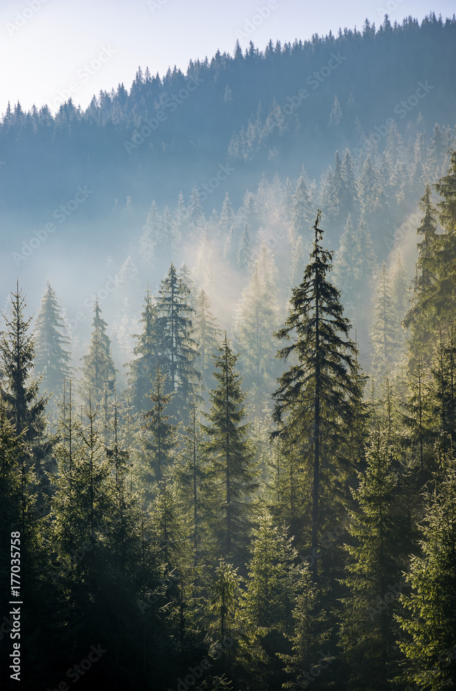 Fototapeta premium spruce forest in fog on hillside at sunrise. gorgeous nature background in autumn