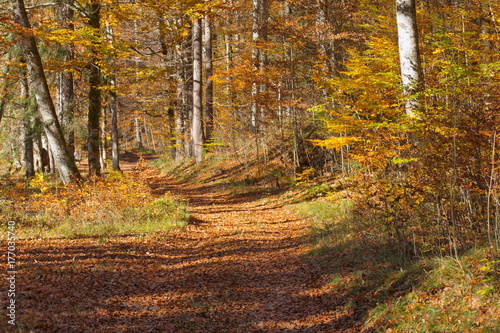 Herbst Wald Wanderweg