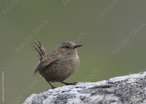 Pacific Wren photo