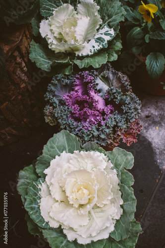 Ornamental cabbage plants photo