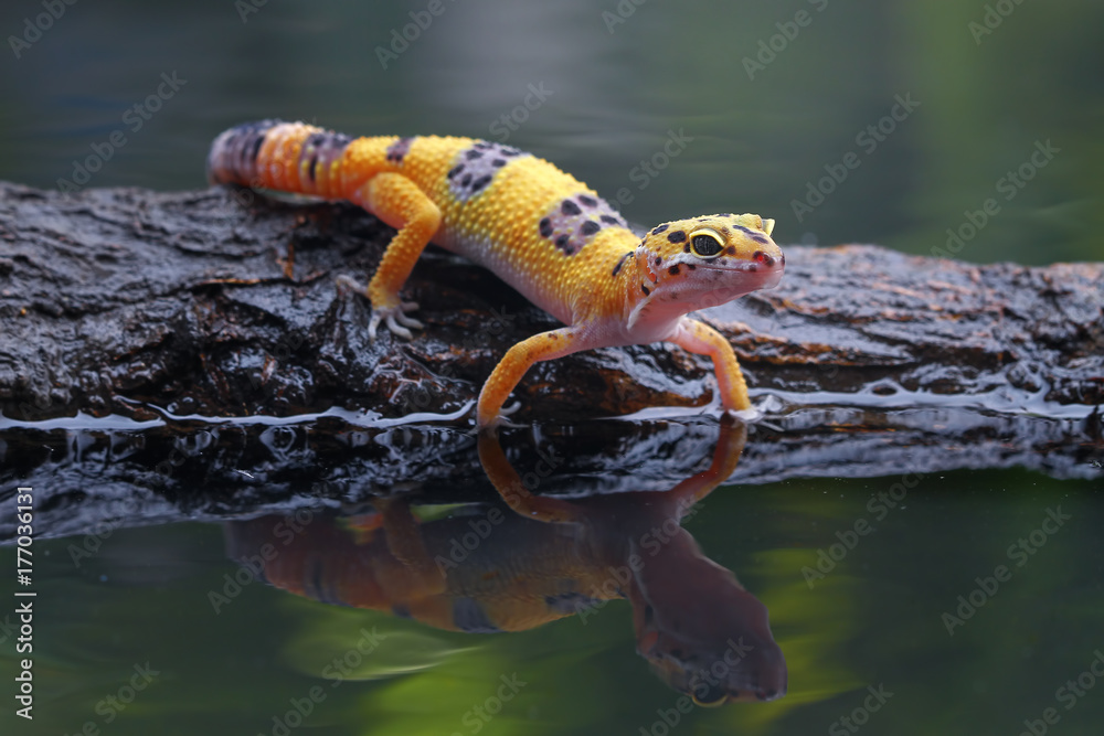 Fototapeta premium Leopard gecko in reflection